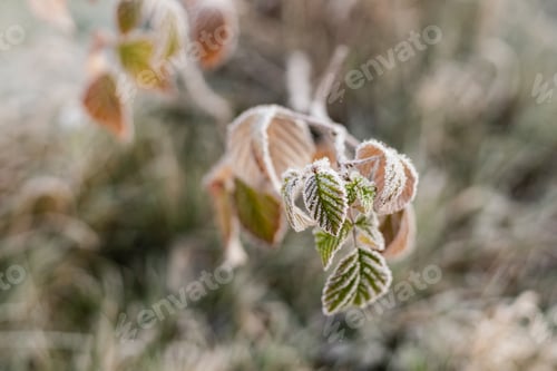 Preview: Delicate leaves are covered in frost, sparkling in the soft morning light.
