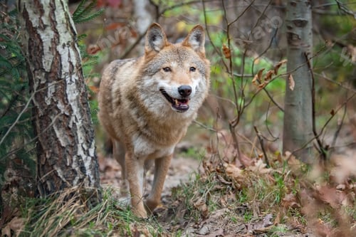 Preview: Wolf in autumn forest