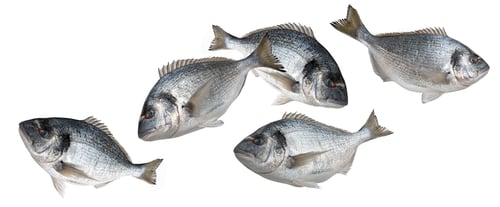 Preview: School of Dorado fish isolated on white background