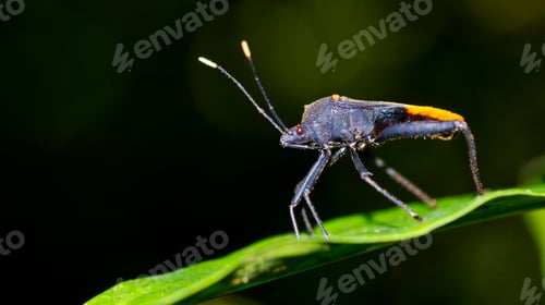 Preview: Shield Bug, Marino Ballena National Park
