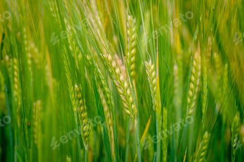 Preview: nature
