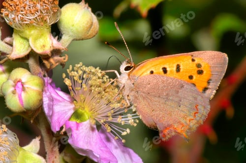 Preview: Lycaena phlaeas, Guadarrama National Park, Spain