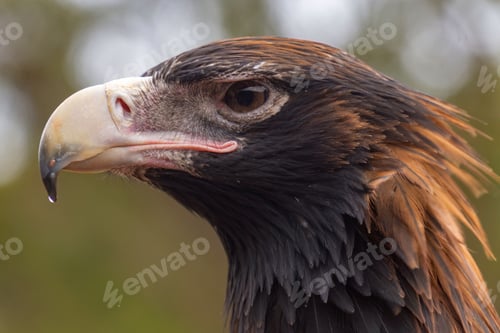 Preview: Closeup of a wedge-tailed eagle's head. Aquila audax.