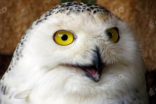Preview: owl, bird, snowy owl, wilderness