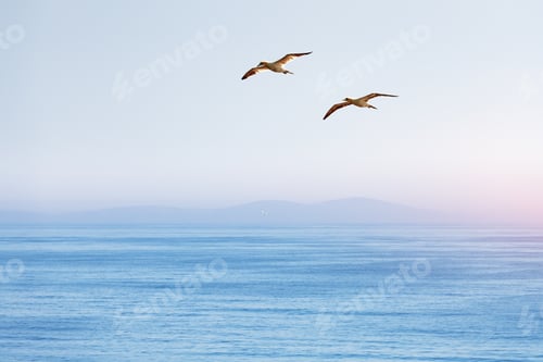 Preview: Flying gannet on blue sky