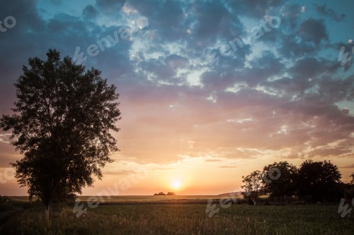 Preview: Beautiful Tree and wheat field beneath hill in sunset. Horizonta