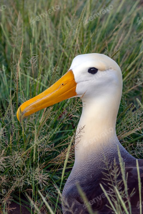 Vista previa: Waved Albatross - Espanola in the Galapagos Islands, Ecuador