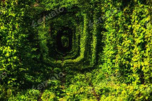 Preview: Beautiful tunnel of green trees . Tunnel of love. Old abandoned railway line