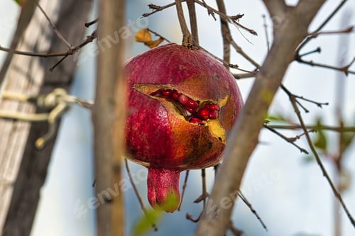 Preview: Ripe cracked pomegranate on branch. Against white wall in autumn in Crimea.