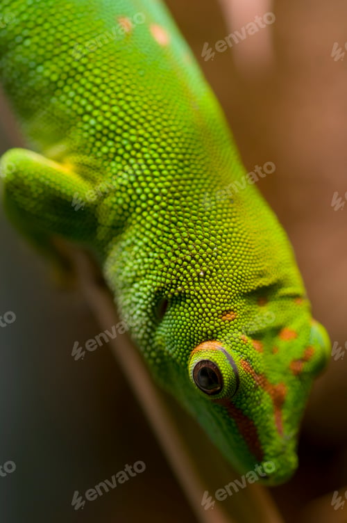 Preview: Tropical gecko