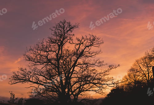 Preview: Beautiful view of some big trees with the clouds in the colorful sky in the background