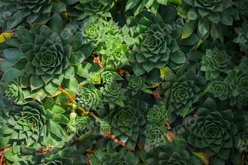 Preview: Succulents background, idea for banner or invitation card for forest walks, forest bathing