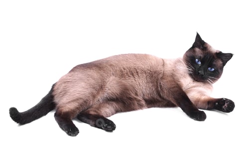 Preview: siamese cat