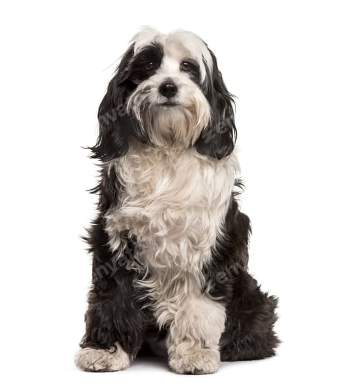 Preview: Tibetan Terrier sitting, isolated on white