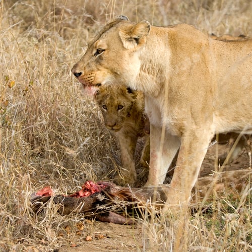 Preview: pride of lion eating