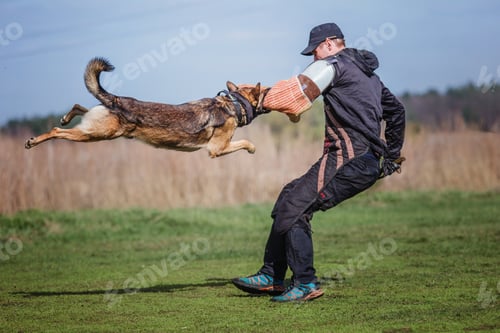 Preview: Working malinois dog. Belgian shepherd dog. Police, guard dog