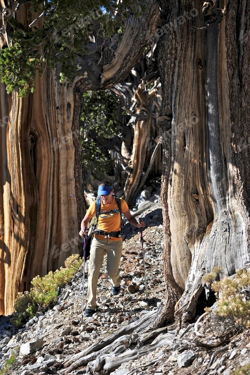 Preview: Young woman hiking, Mount Charleston Wilderness trail, Nevada, USA