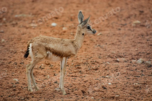 Preview: Solitary young deer stands in the center of a barren expanse of dirt and rocks