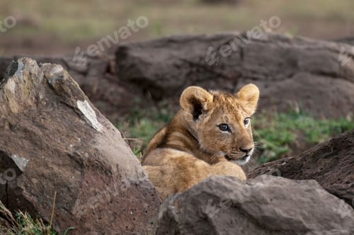 Preview: A lion cub rests among rocks, its gaze fixed in the distance.
