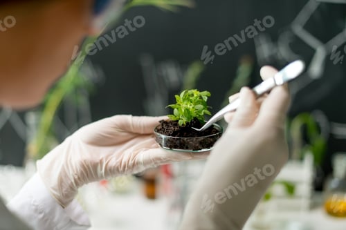 Preview: Biologist taking experiment with plants
