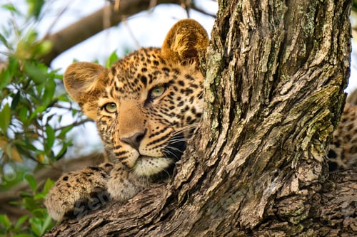 Preview: Cheetah resting on tree top