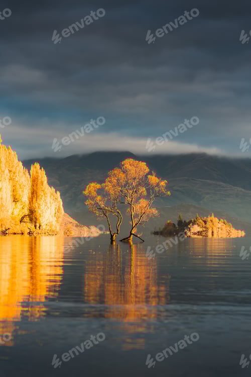 Preview: Sunrise glowing on Wanaka tree or Willow tree with autumn forest at Lake Wanaka, New Zealand