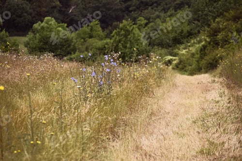Preview: path next to a field of wild flowers in summer