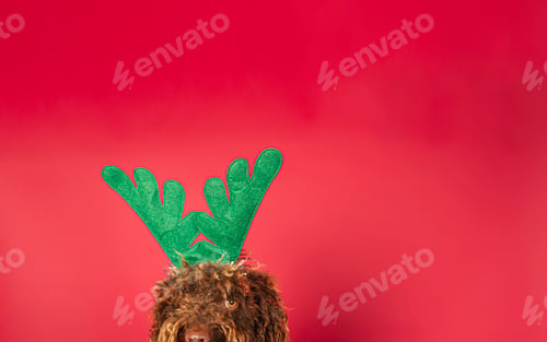 Preview: Christmas concept, dog Christmas poster. dog with reindeer antler headband