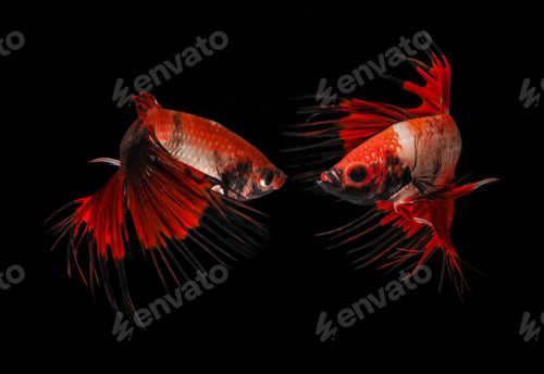 Preview: Two Crowntail Betta Fish Swimming in Dark Water