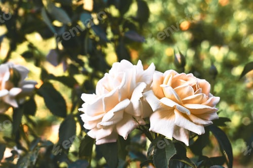 Preview: Delicate white rose flowers blooming in the garden. Bloom background. Selective focus.