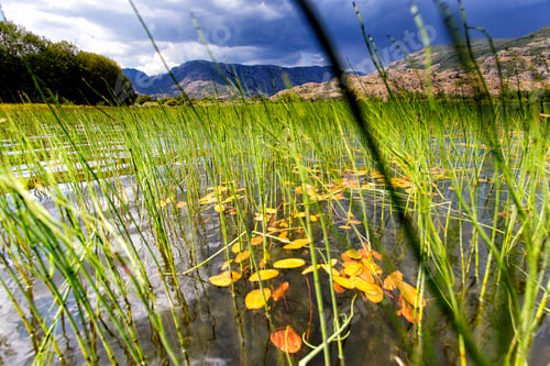 Preview: Blooming meadow on coast of lake in mountain range