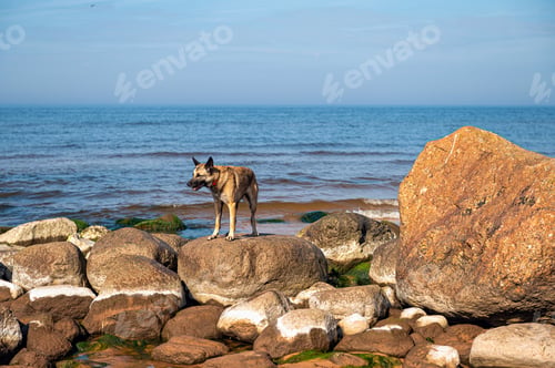 Preview: A dog stands on the rocks in the sea against the background of blue sky