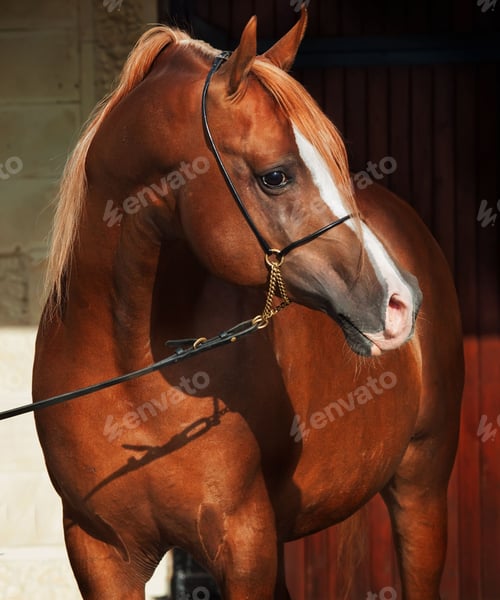 Preview: horse, mare, wilderness, stallion