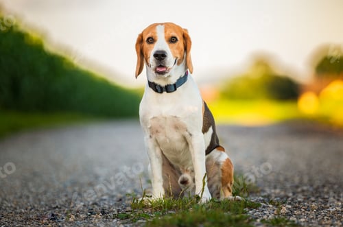Preview: Portrait of a beagle dog in nature sitting on rural road, looking at camera.