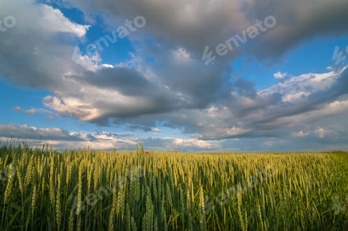 Preview: Green rye ears in the field on a bright sunny summer day under a cloudy beautiful sky.