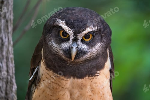 Preview: Spectacled Owl
