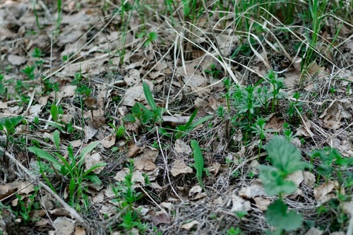 Preview: A cute green lizard hiding among the old dry oak foliage. Lizard looks out of dry foliage.