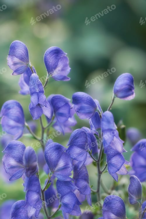 Preview: Blue Geranium