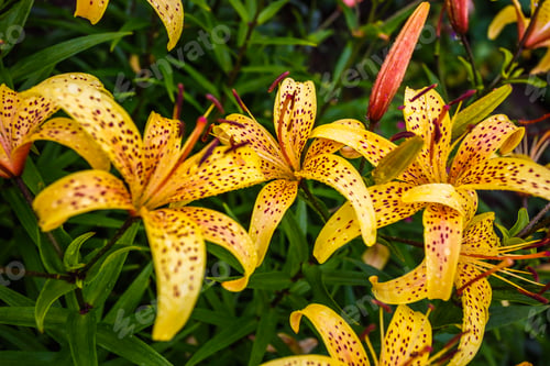 Preview: Wild orange tiger lilies in garden. Lilium lancifolium as wallpaper or background.