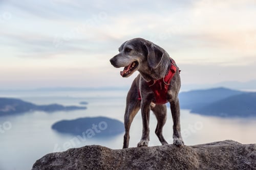 Preview: Adventurous little hiking dog on top of a mountain