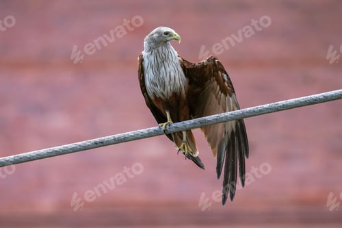 Preview: Majestic bird perched on a wire