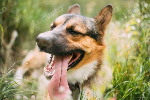 Preview: Close Up Portrait Of Funny Mixed Breed Dog Playing In Green Grass