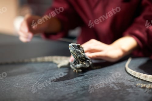 Preview: Hands of college students handling frill-necked lizard in lab