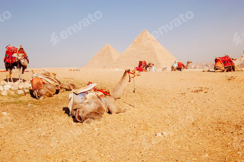 Preview: Camels with pyramids in background, Giza, Egypt