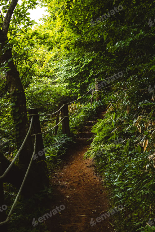 Preview: Scenic forest trail with lush green foliage and a dirt path leading up steps