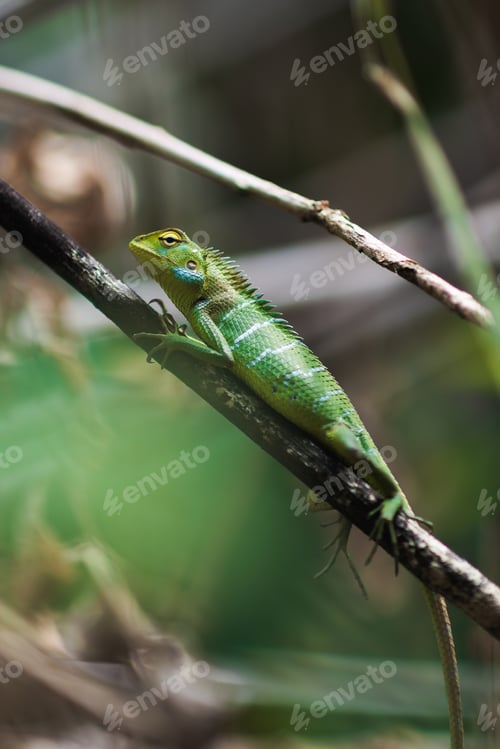 Preview: Common Green Forest Lizard Resting on a Branch in Sri Lanka