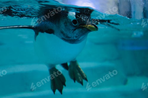 Preview: Gentoo Penguin Swimming Gracefully Underwater in Blue Waters