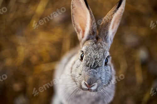 Preview: Portrait of Gray Rabbit Looking into Camera Outdoors on Natural Background