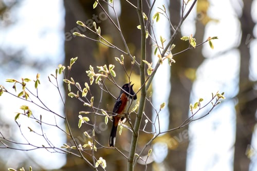 Preview: Spotted Towhee in the Branches