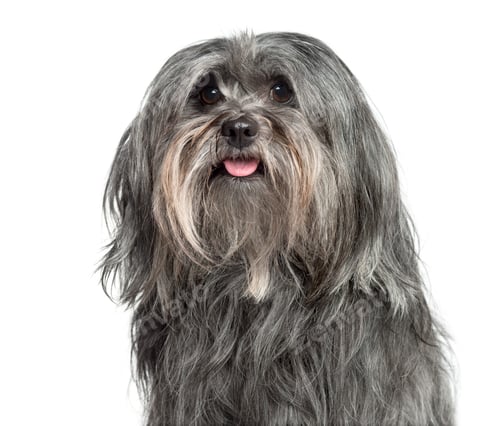 Preview: Close-up of a Mixed-breed dog 5 years old, isolated on white